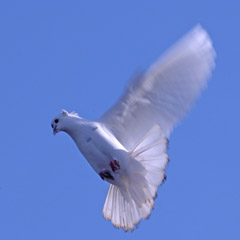 Friedenstaube, Bild: fotolia.de, Friedenstaube, Bild: fotolia.de, rsester