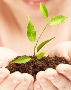Eine grüne Pflanze wächst in einer Hand, Bild: istockphoto.com, cookelma Eine grüne Pflanze wächst in einer Hand, Bild: istockphoto.com, cookelma