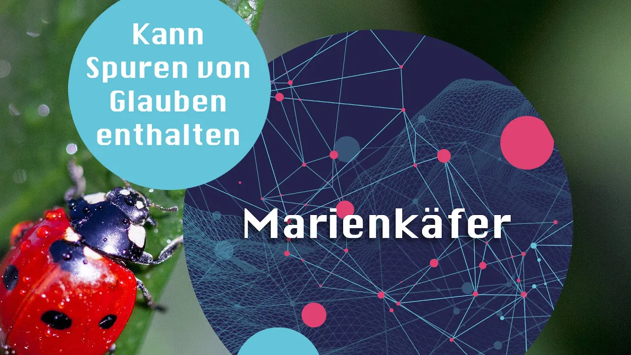 Marienkäfer können Spuren von Glauben enthalten