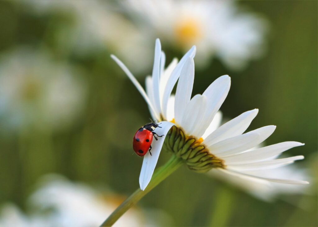 Marienkäfer auf Gänseblümchen