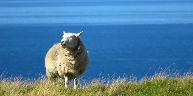 Schaf vor Meereshintergrund