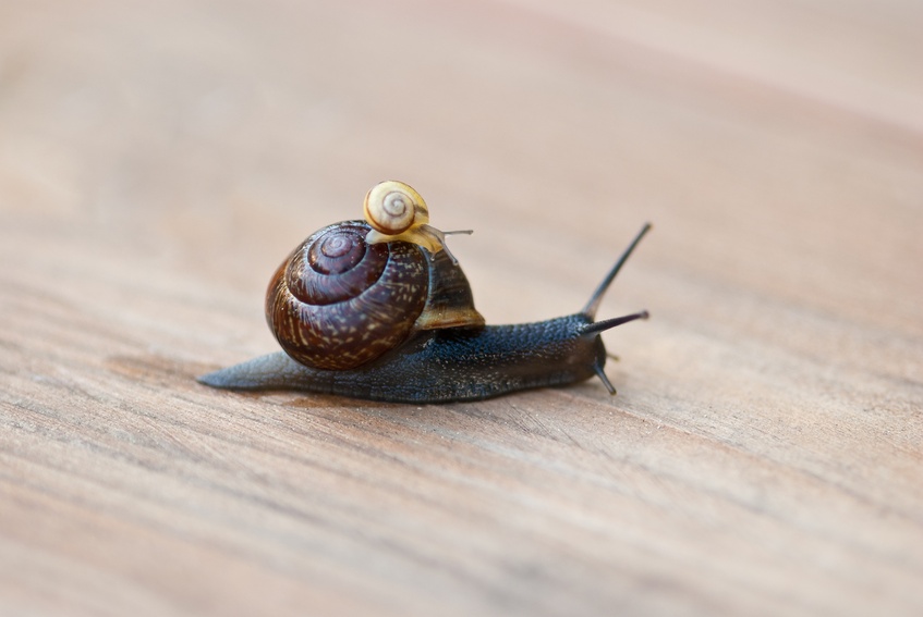 eine kliene Schnecke sitzt auf einer großen