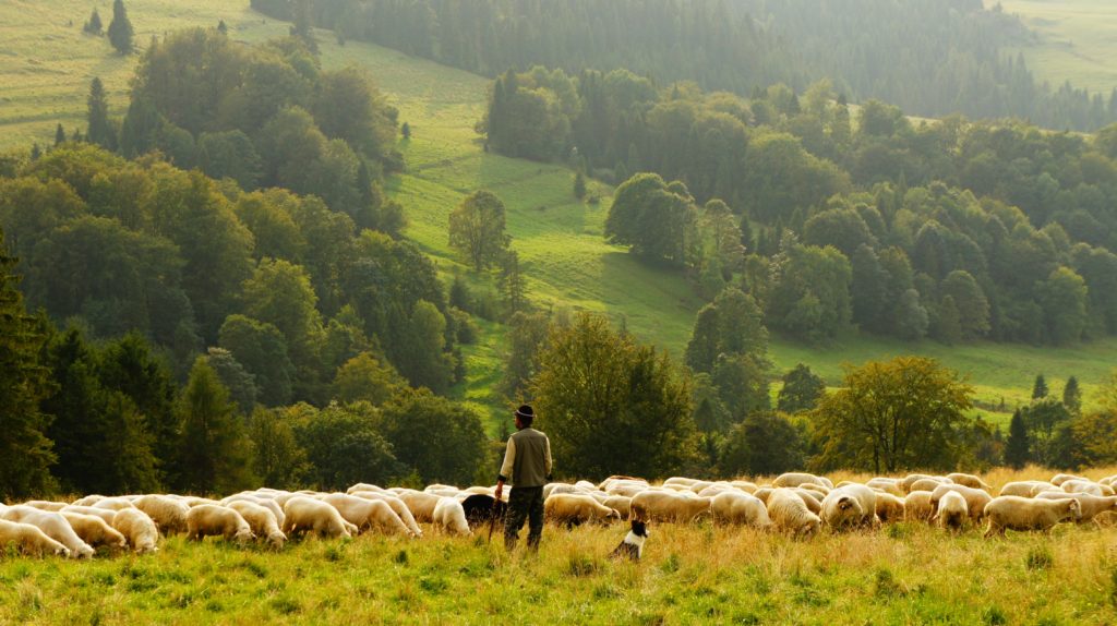Schafe Hirte