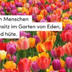 Blumen, bunt, Tulpen