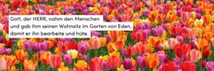 Blumen, bunt, Tulpen