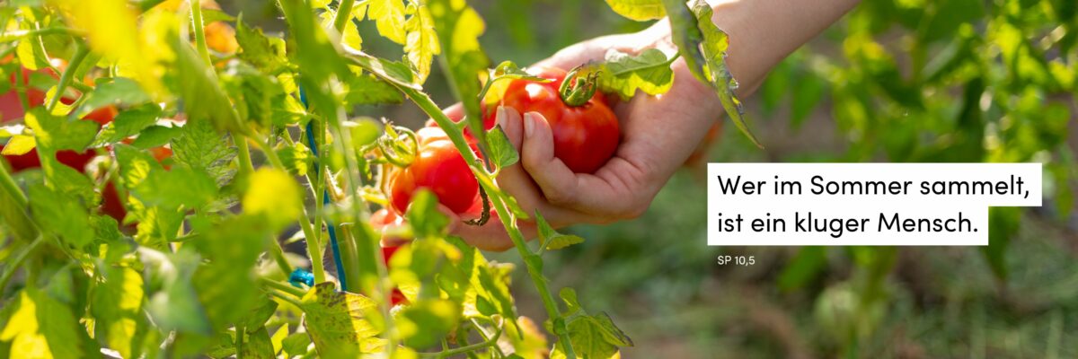 Sommer, Tomaten, Ernte