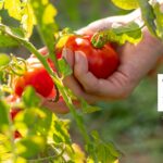 Sommer, Tomaten, Ernte