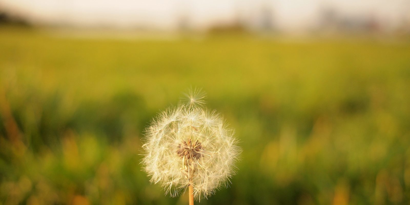 Pusteblume