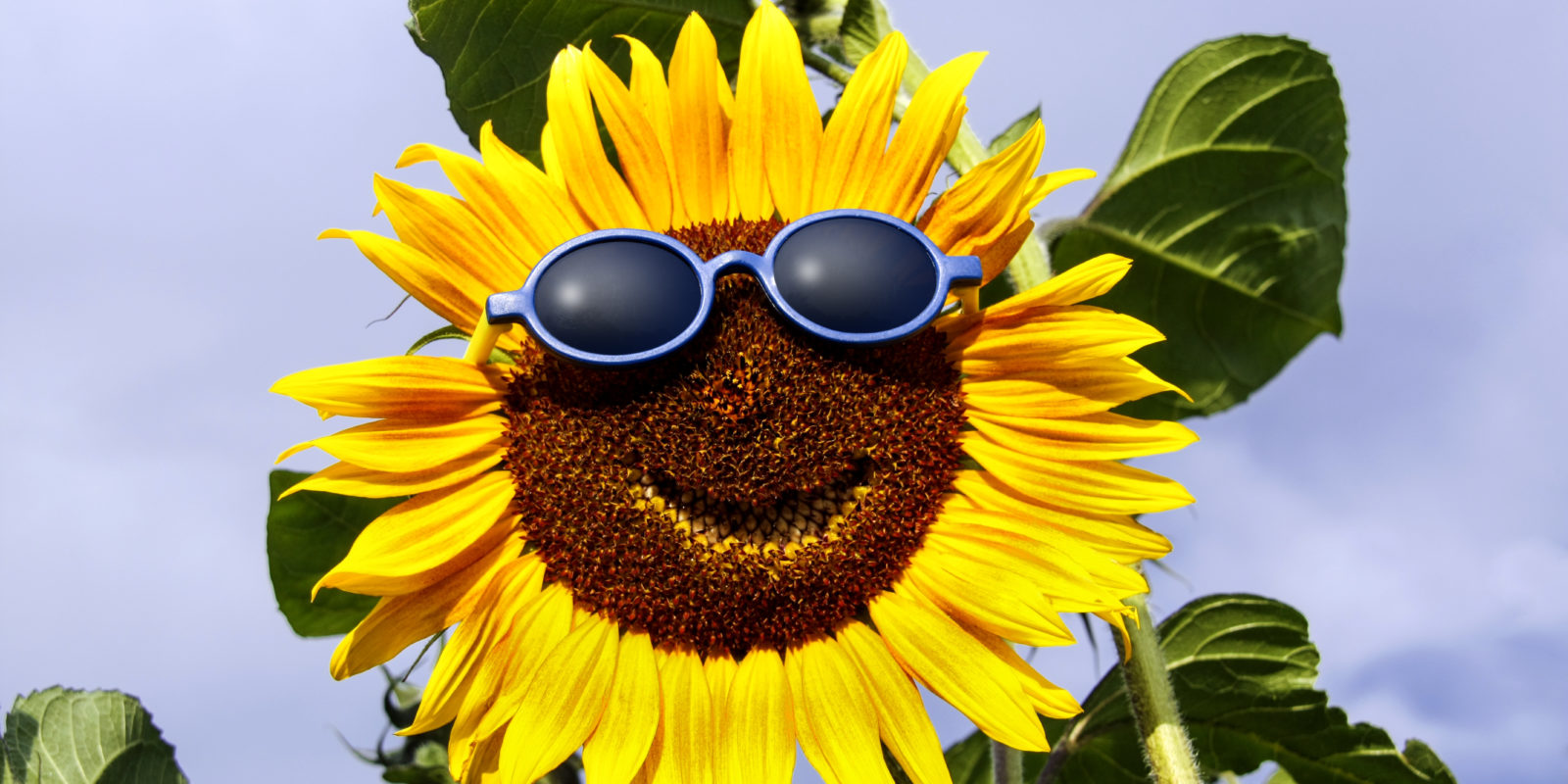 Sonnenblume mit Sonnenbrille