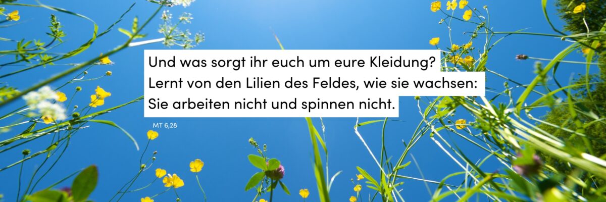 Wiese, Sommer, blauer Himmel