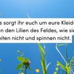 Wiese, Sommer, blauer Himmel