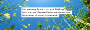 Wiese, Sommer, blauer Himmel