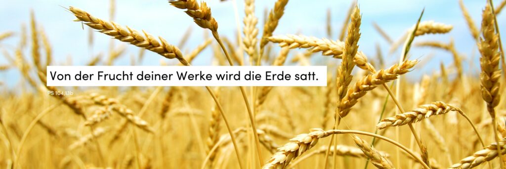 Korn, Getreide, Sommer