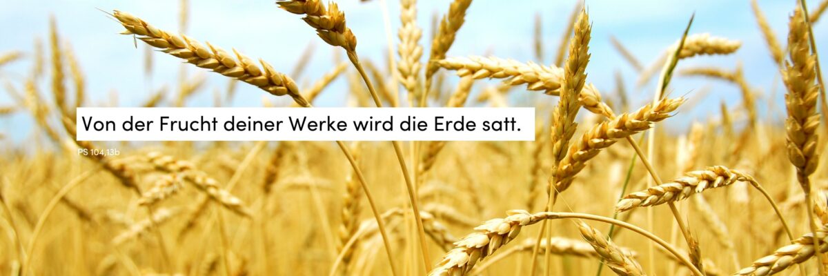Korn, Getreide, Sommer