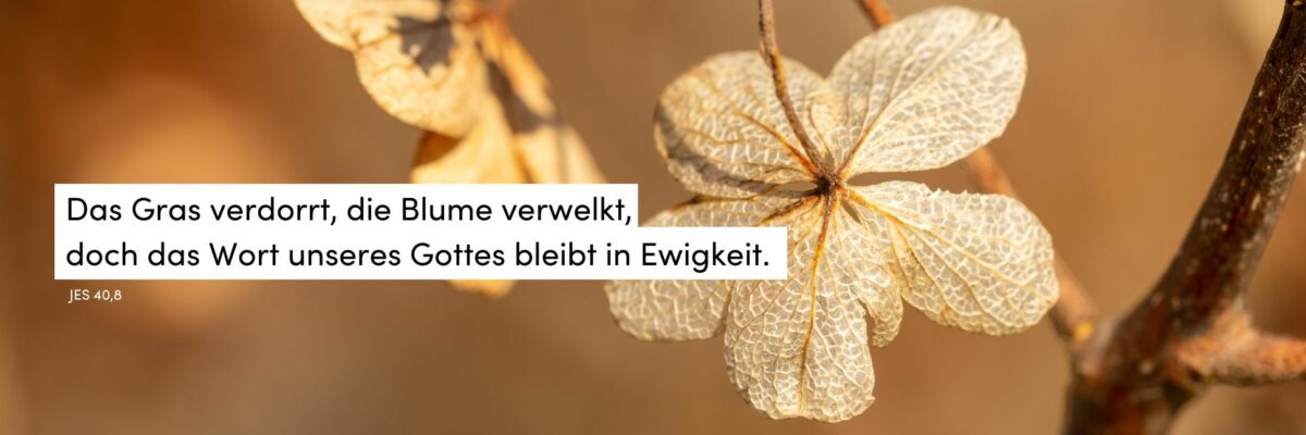 Blume, Herst