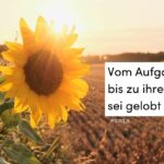 Sonnenblume. Sonnenaufgang, Sonnenuntergang, Spätsommer