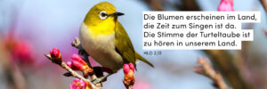 Frühling, Knospen, Vogel, Farbe
