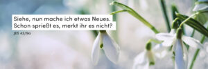 Schneeglöckchen, Winter, Schnee