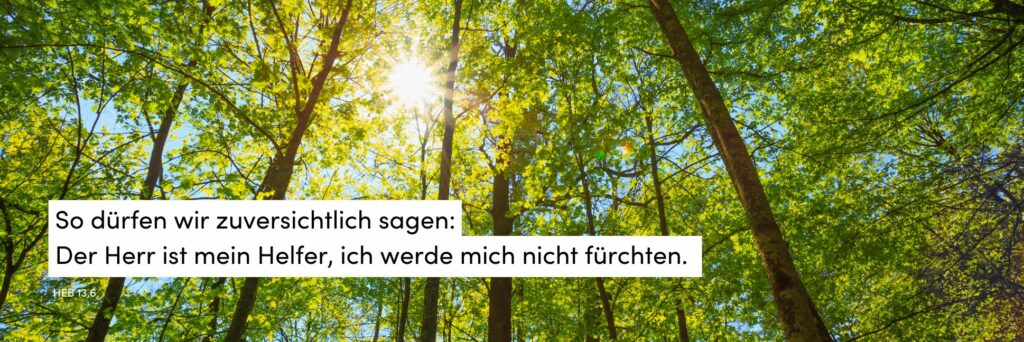 Wald. Sonne, Lichtstrahl