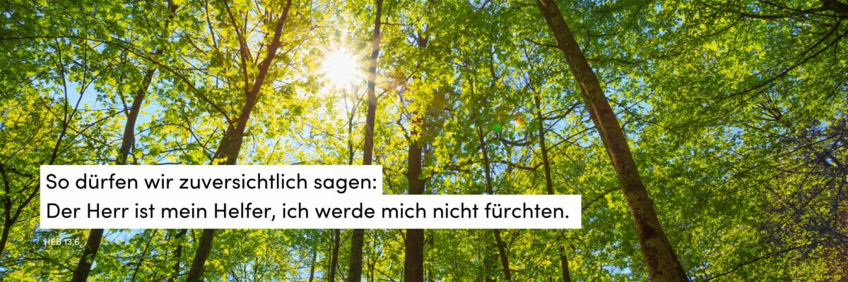 Wald. Sonne, Lichtstrahl