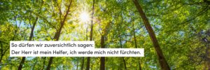 Wald. Sonne, Lichtstrahl