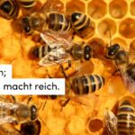 Biennen, Honig