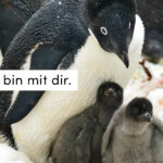 Pinguine, Familie, schwarz/weiß