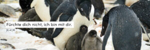 Pinguine, Familie, schwarz/weiß