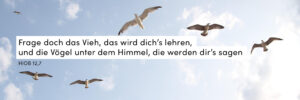 Himmel, Möwen, Wolken