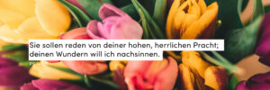 Tulpen, bunt, Frühling