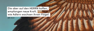 Adler, Flügel