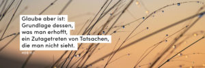 Sonnenaufgang, Gräser, Tropfen