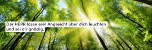 Wald, Sonne, Strahlen