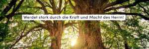 Baum, Sonne, Stärke