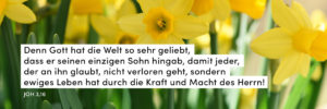 Narzissen, Ostern, sonnig