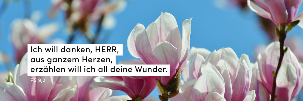 Magnolie, Blauer Himmel, Frühling