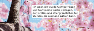 Frühling, Blüten, Kirsche