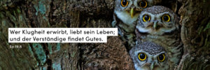 Eulen, Augen, Blick