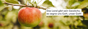 Ernte, Apfel