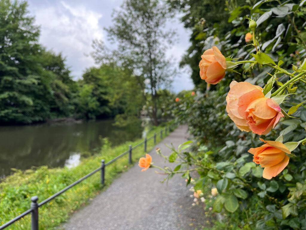 Der Haseuferweg in Osnabrück
