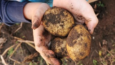 Schüler*innen der Hasetalschule in Quakenbrück säten und ernteten 2024 Kartoffeln im Garten vor dem Franziskushaus.