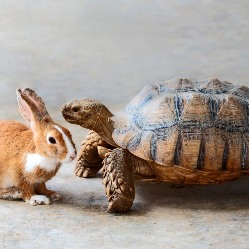 Hase und Schildkröte