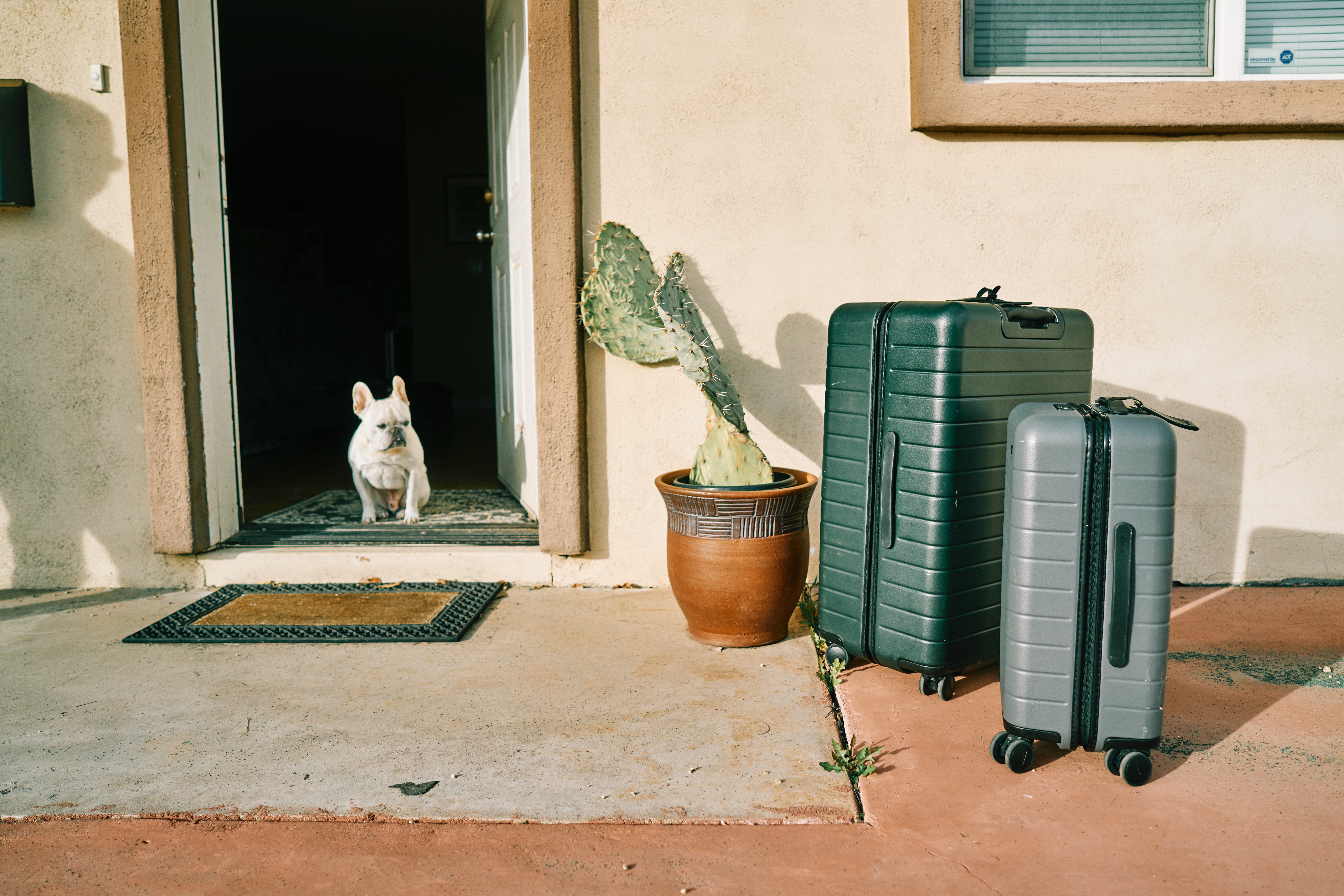 Ein Hund steht im Eingang und schaut auf Koffer