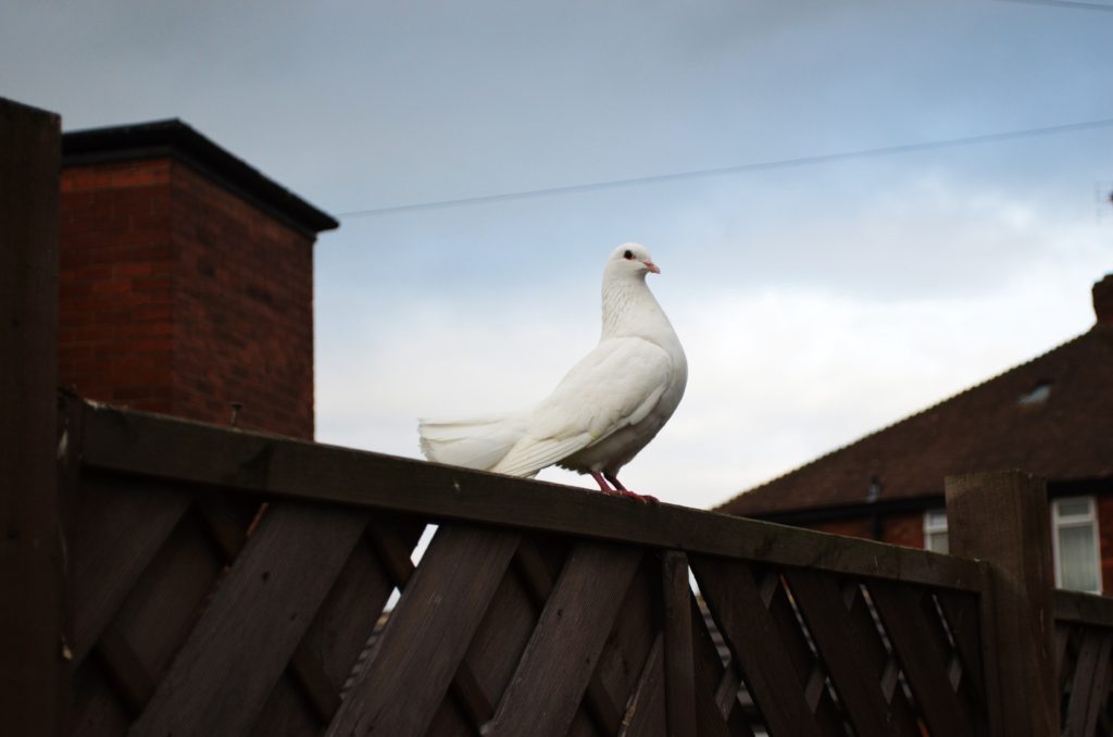 Taube auf einem Zaun