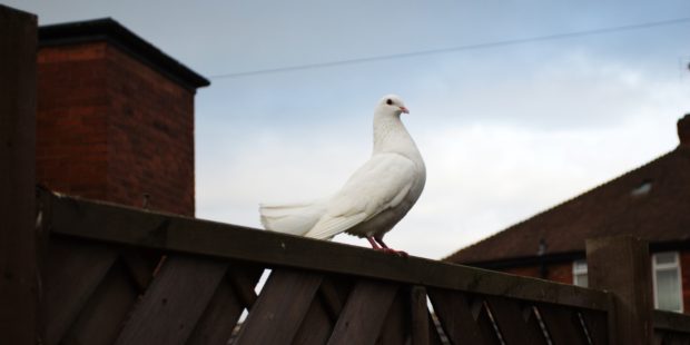 Taube auf einem Zaun