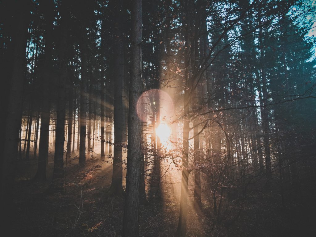 Sonne scheint im Wald
