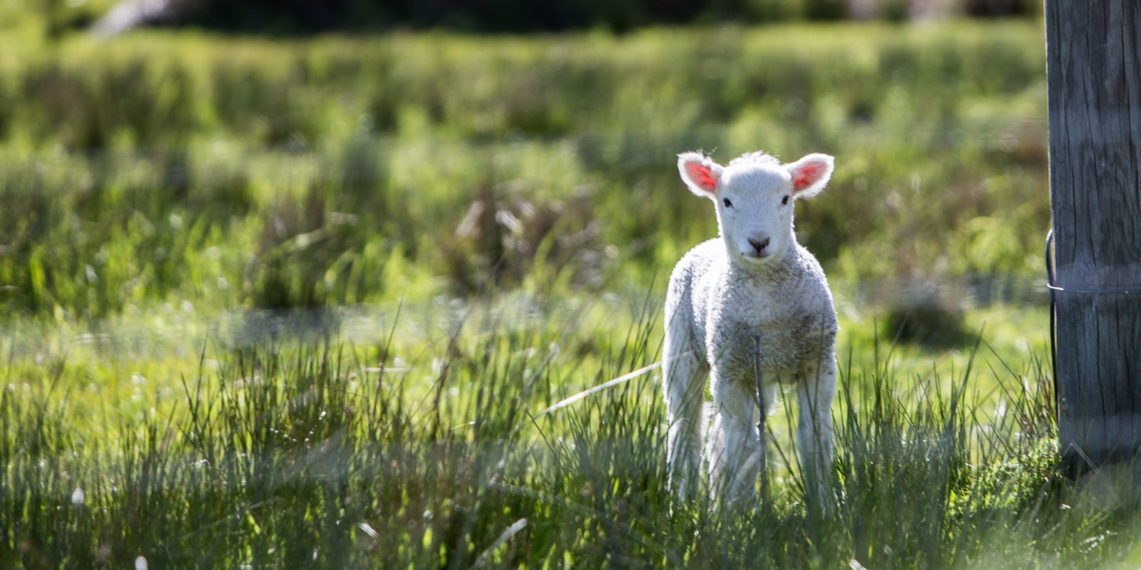 Termine in den Kar- und Ostertagen 2024 im Bistum Osnabrück