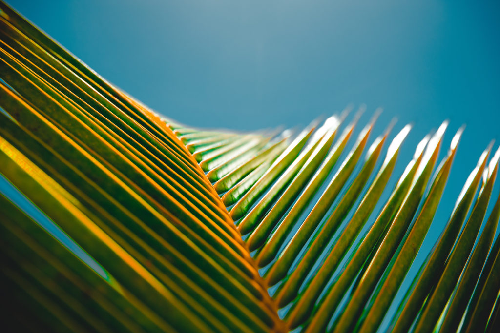 Palmsonntag
