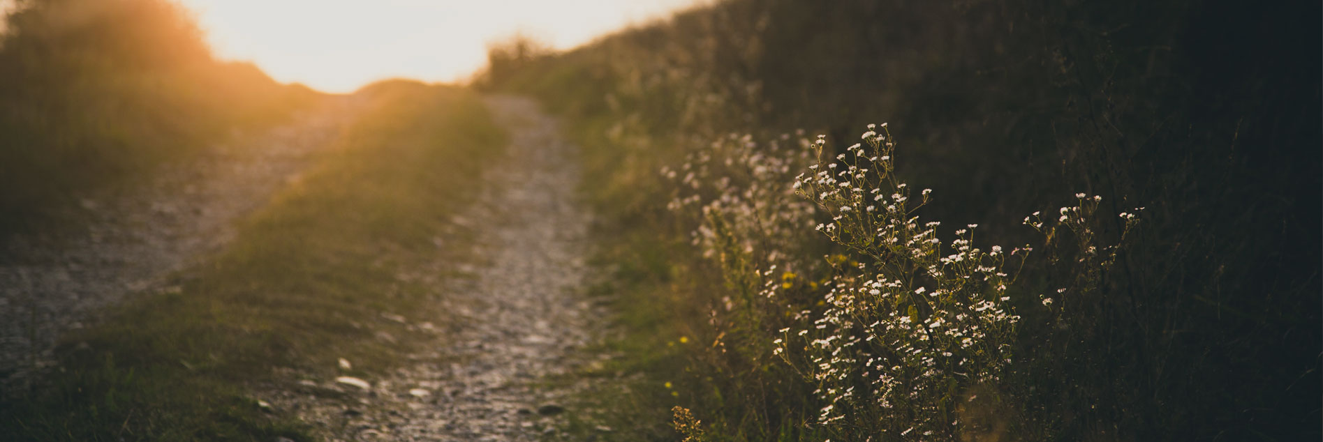 Ein Feldweg mit Sonnenschein