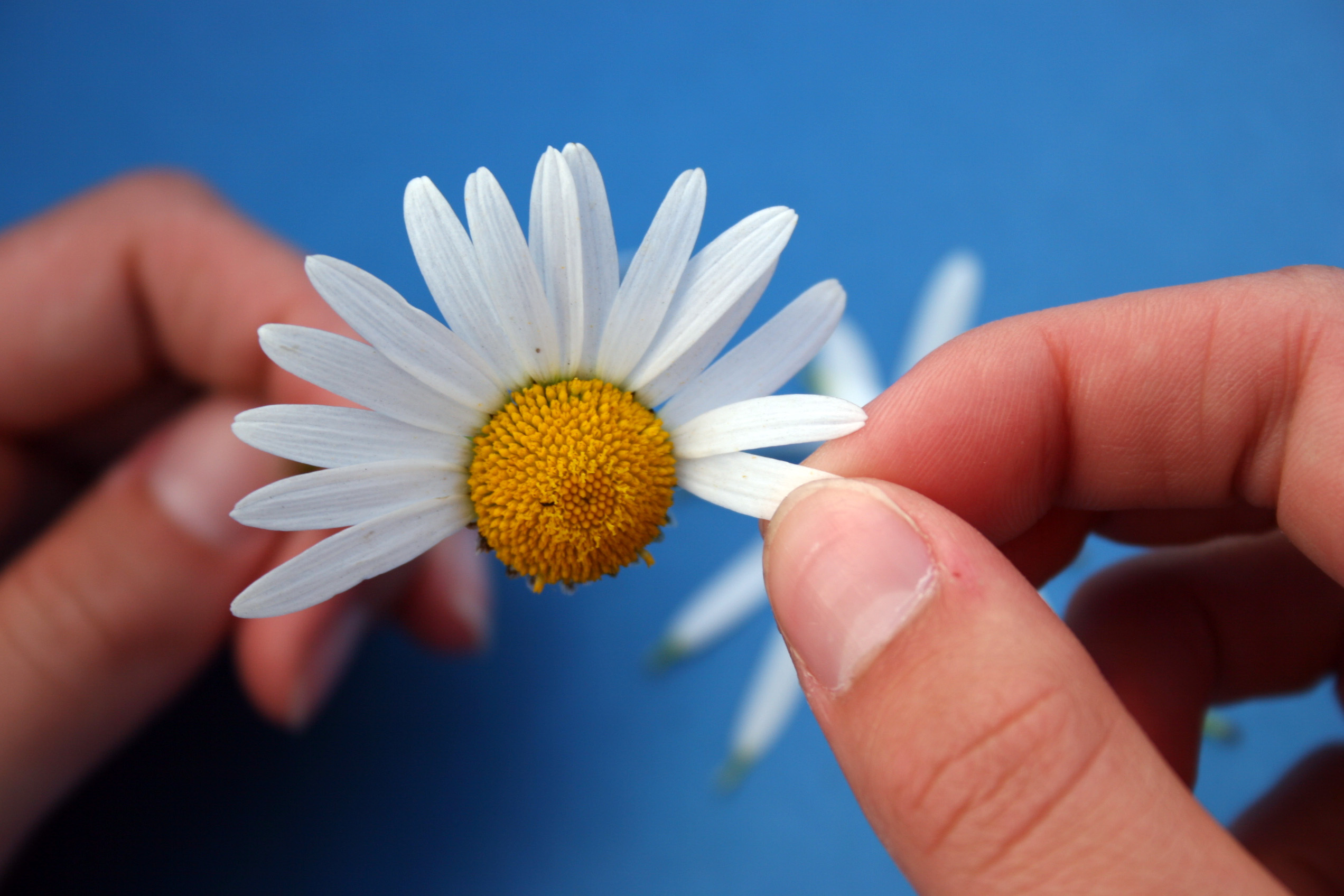 Gänseblümchen